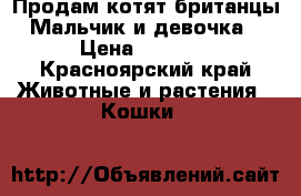 Продам котят британцы. Мальчик и девочка  › Цена ­ 1 500 - Красноярский край Животные и растения » Кошки   